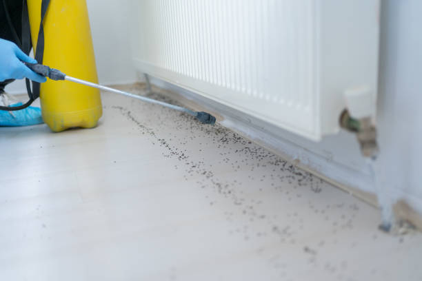 Best Wasp Removal Services  in Amelia, LA